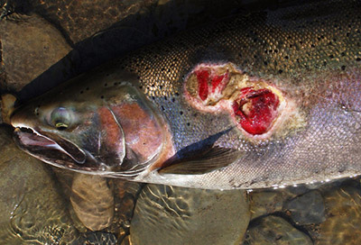 lake trout with lamprey wounds